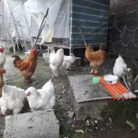 تخم مرغ برهما