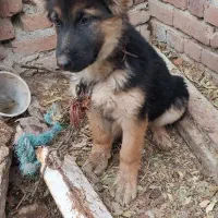 سگ ژرمن شفرد