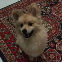 سگ پامرانین نر