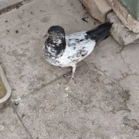 دو عدد کفتر زیبا به همراه دو عدد جوجه