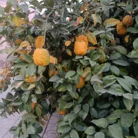 بالنگ تازه کاملا ارگانیک