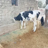 فروش گاو و گوساله و چند راس بزغاله|حیوانات مزرعه|ایلام, |دیوار