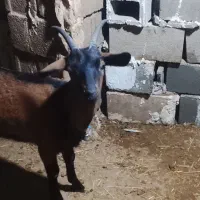 فروش بر پاکستانی