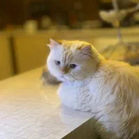 واگذاری گربه نژاد پرشین اماده جفت گیری