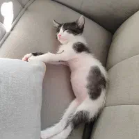 واگذاری بچه گربه دو ماهه ماده|گربه|آستانه اشرفیه, |دیوار