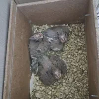 عروس هلندی مولد معاوضه|پرنده|خمینی‌شهر, |دیوار