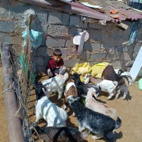 فروش یک راس بزغاله نر قربانی ده ملیون تومان