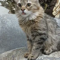 واگذاری فوری،گربه های نژاددارواصیل