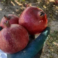 600کیلو انار عمده|خوردنی و آشامیدنی|شیراز, کوشک میدان|دیوار