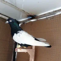 کبوترسینه سیاه،وسینه قهوی،وسینه زرد