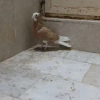 ۱میلیون|پرنده|سبزوار, قصبه شرقی|دیوار