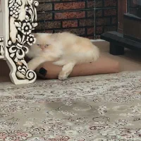 گربه پرشین بااصالت