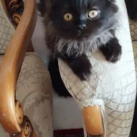 فروش پیشی پنج ماهه نژاد هیمالین