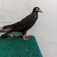 سلام کبوتر فروشی