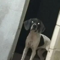 واگذاری توله پوینتر انگیس