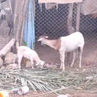 گیسع زایده کهر ماده عروسک پاشع|حیوانات مزرعه|لامرد, |دیوار