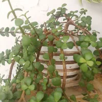 گل آپارتمانی