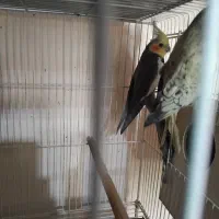 عروس هلندی معاوضه با پمپ باد کمپرسور باد موتور باد|پرنده|شیراز, شهرک گلستان شمالی|دیوار