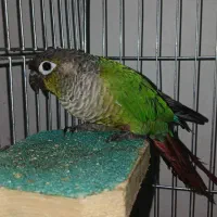 طوطی گرینچیک