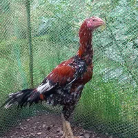 جوجه خروس لاری