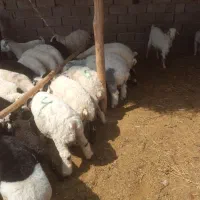 برهمحلی|حیوانات مزرعه|سیرجان, |دیوار