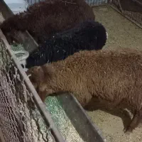 بره
