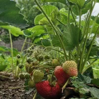 بوته توت فرنگی ۴فصل و ضدیخ زدگی