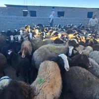 گوسفند میش وبره شال|حیوانات مزرعه|اسفرورین, |دیوار