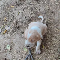 توله شکاری یا دمبلانی عالی موقع یادگیری هستن|سگ|مینودشت, |دیوار