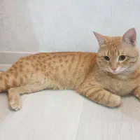 واگذاری گربه