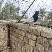 فروش|پرنده|باوی, |دیوار