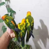 خریدارفروش شاه طوطی گرینچیک راهب ملنگوعروس هلندی