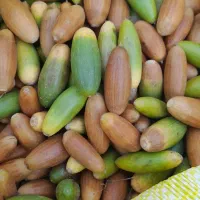 بلوط جنگلی به قیمت مناسب|لوازم جانبی حیوانات|بانه, |دیوار