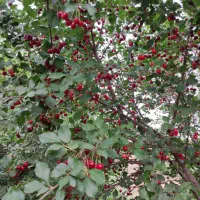 باغ 4200 متری سند تک برگ|فروش زمین و ملک کلنگی|تهران, شهرک فرهنگیان|دیوار