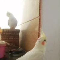 لوتینونردوماه