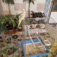 عروس هلندی ماده