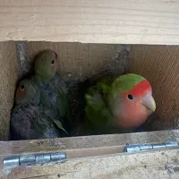 کوتوله برزیلی سرلاکی