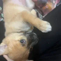 سگ اشپیتز پامر|سگ|شاهینشهر, شهرک گلدیس|دیوار