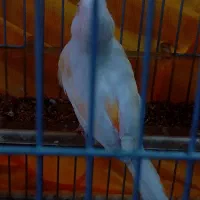 قناری ماده سفید لیمویی خیلی زیبا|پرنده|اسلام‌شهر, مظفریه|دیوار