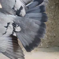 پرشی|پرنده|گلپایگان, |دیوار