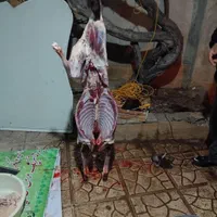 قصاب سیار بره گوساله قرچک ورامین|خدمات پذیرایی، مراسم|قرچک, شهرک گلها|دیوار