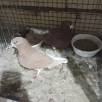 تعدادی جفت رنگی فروشی