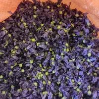 فروش ختمی بنفش