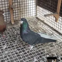 کبوتر شهری چپ سرخ دم