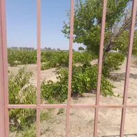 باغ انگور زیبا ،دنج با محیطی آرام در تاکستان|فروش دفتر صنعتی، کشاورزی، تجاری|تاکستان, |دیوار