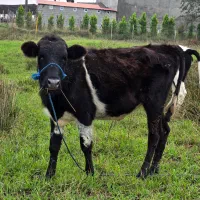 دورگ بی شاخ (لیشه)|حیوانات مزرعه|رشت, بازار|دیوار