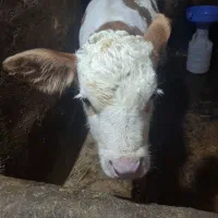 گاو سمینتال با گوساله نر