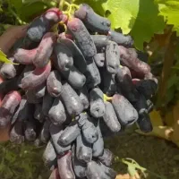 نهال انگور گلدانی موندراپ(سویت شاپر)