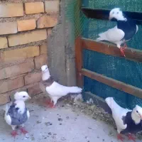 طوقی|پرنده|بهبهان, |دیوار