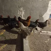 ۱۵مرغ تخم گذار هروز تخم میکنن